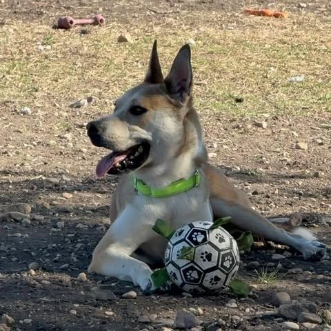 Enlarge Benny Jack, a Adoptable mixed breed in Lockhart, TX image 1/4