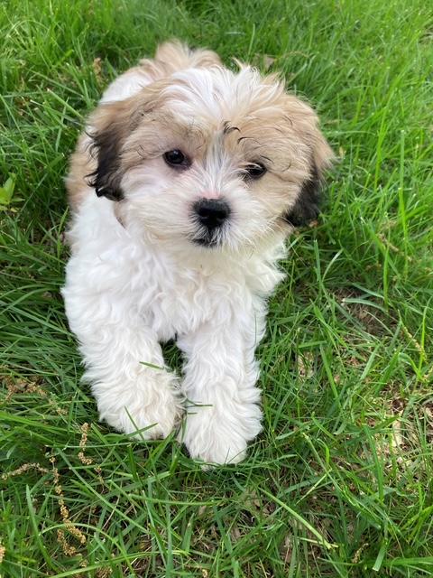 Enlarge VIOLET pending, an adopted mixed breed in Eden Prairie, MN image 1/2