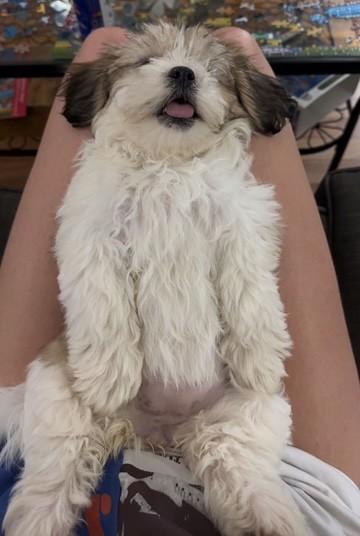 Enlarge VIOLET pending, an adopted mixed breed in Eden Prairie, MN image 2/2