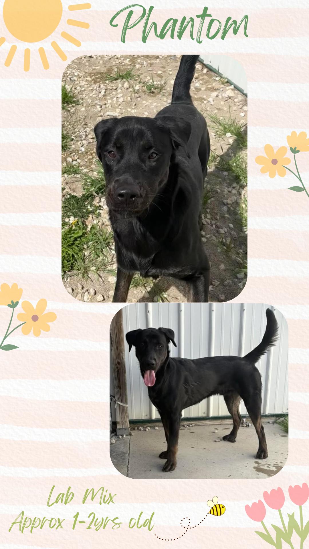 Phantom, Adopted, Adult Male Black Labrador Retriever.