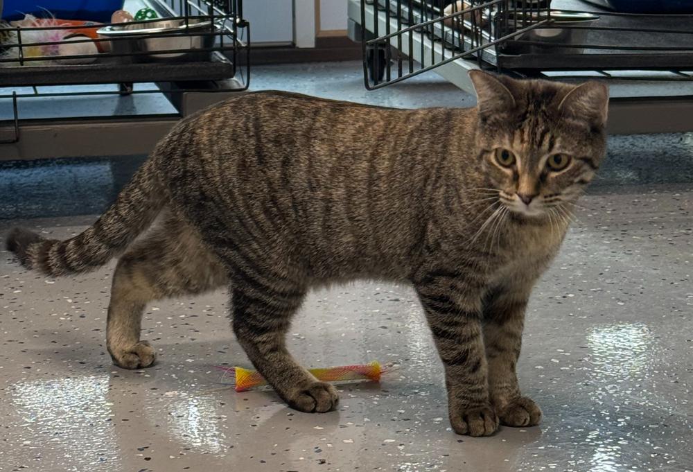 Kasson, Adoptable, Young Female Domestic Short Hair.