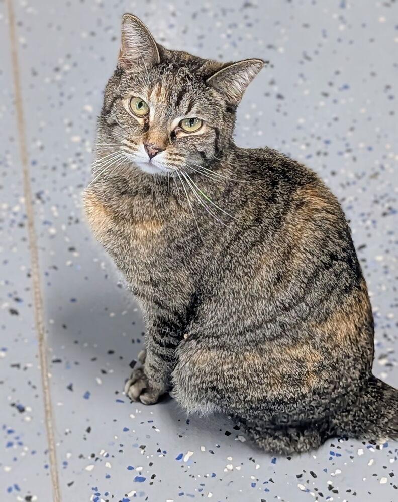 Kasson, Adoptable, Young Female Domestic Short Hair.