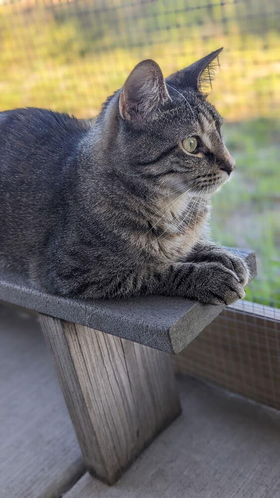 Enlarge Kasson, a Adoptable Domestic Short Hair in Sparta, WI image 2/3
