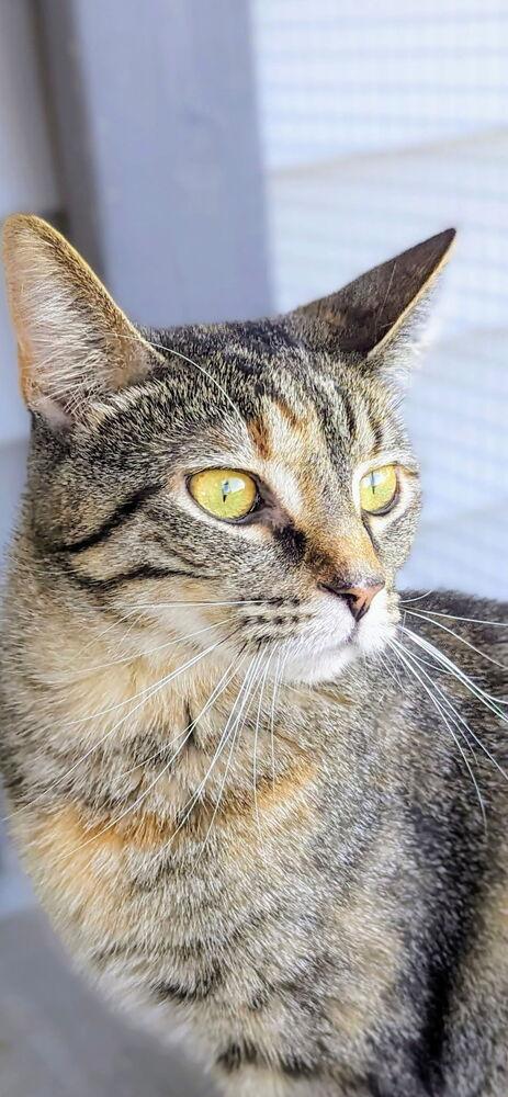 Enlarge Kasson, a Adoptable Domestic Short Hair in Sparta, WI image 3/3