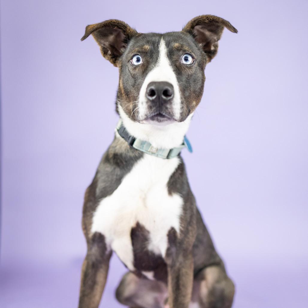 Andy, Adoptable, Young Male Mixed Breed.