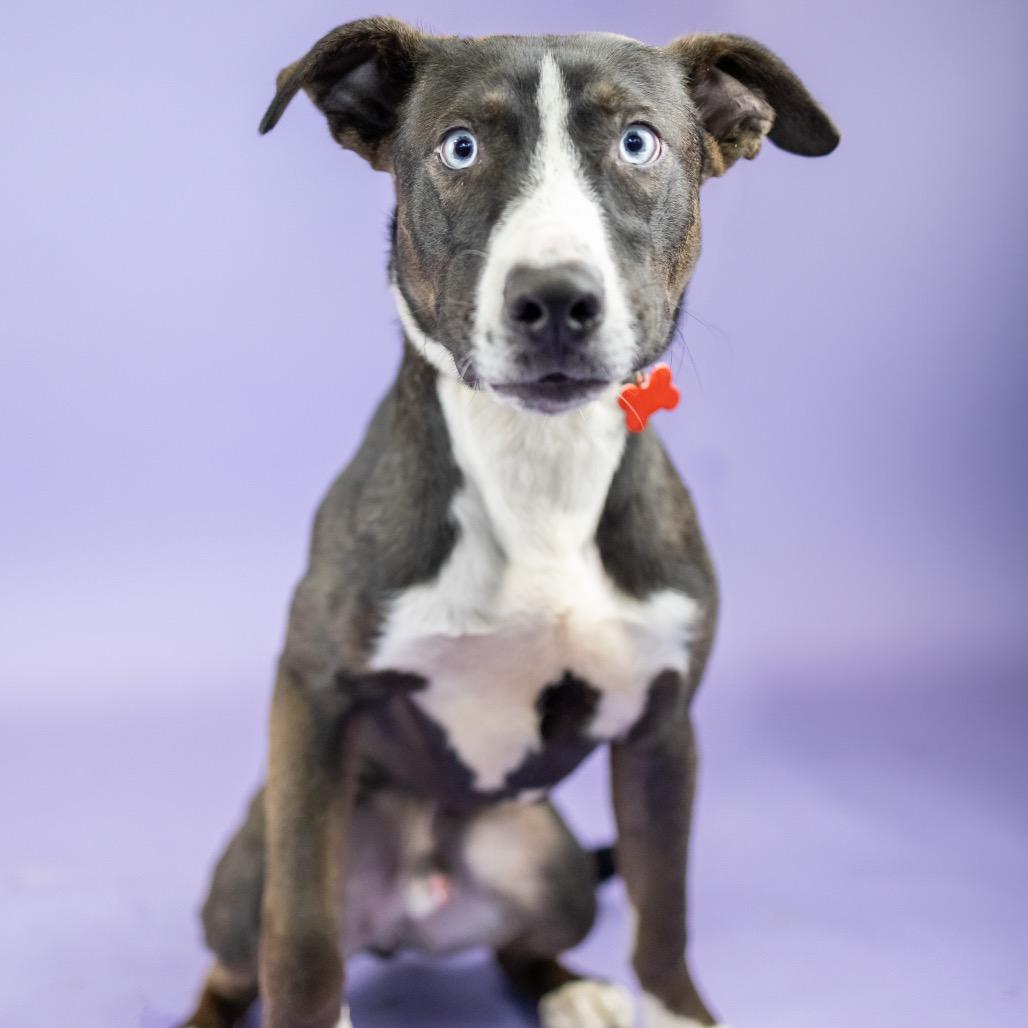 Andy, Adoptable, Young Male Mixed Breed.