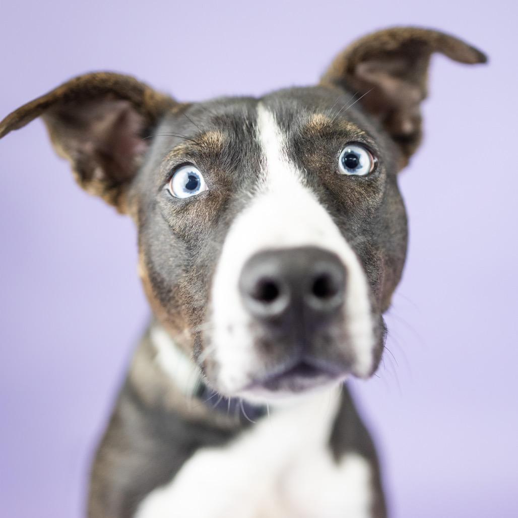 Enlarge Andy, a Adoptable Mixed Breed in Portland, OR image 3/4