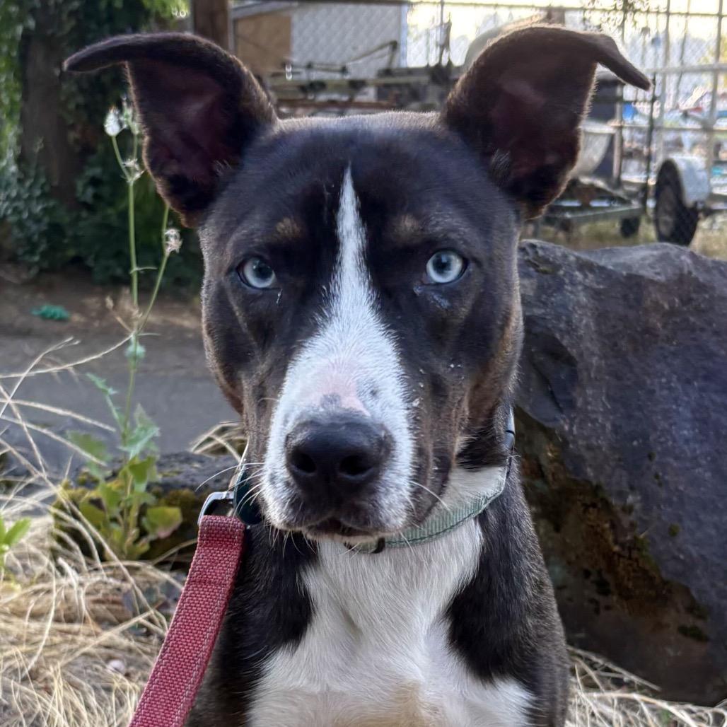 Andy, a Adoptable Mixed Breed in Portland, OR image 2/2