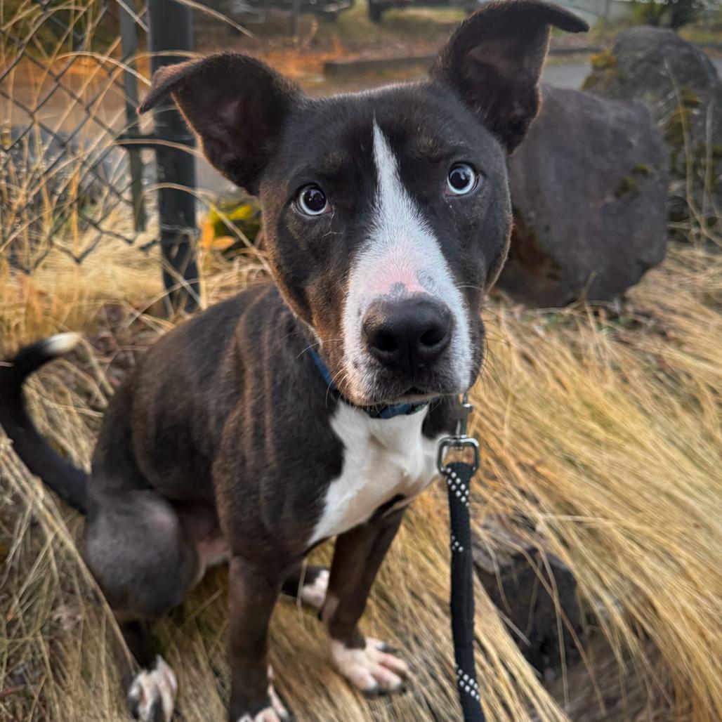 Enlarge Andy, a Adoptable Mixed Breed in Portland, OR image 5/5