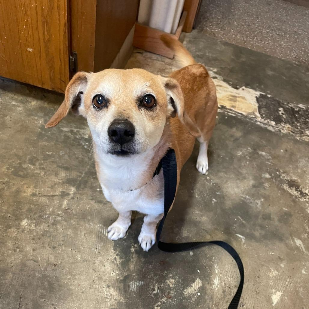 Enlarge George, an adopted mixed breed in Dubuque, IA image 1/1