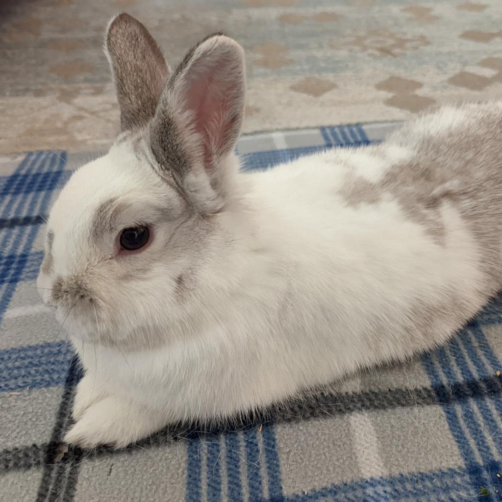 Cherry Garcia, Adoptable, Adult Male English Spot.