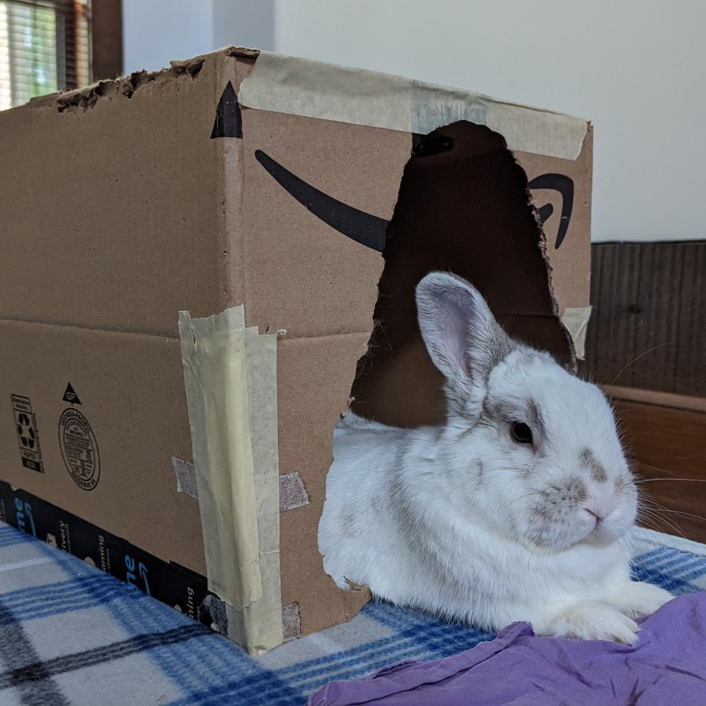 Enlarge Cherry Garcia, a Adoptable English Spot in Kennesaw, GA image 4/6