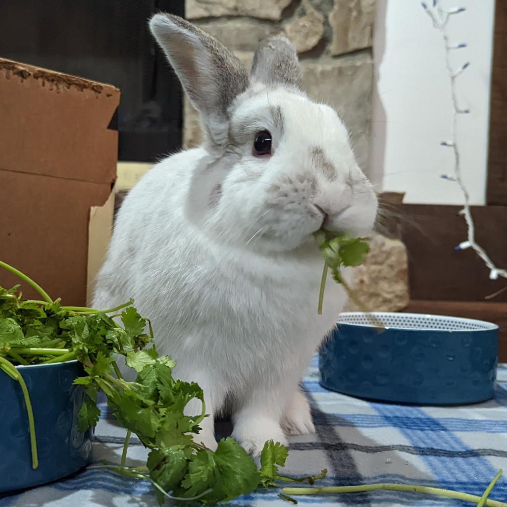 Enlarge Cherry Garcia, a Adoptable English Spot in Kennesaw, GA image 5/6
