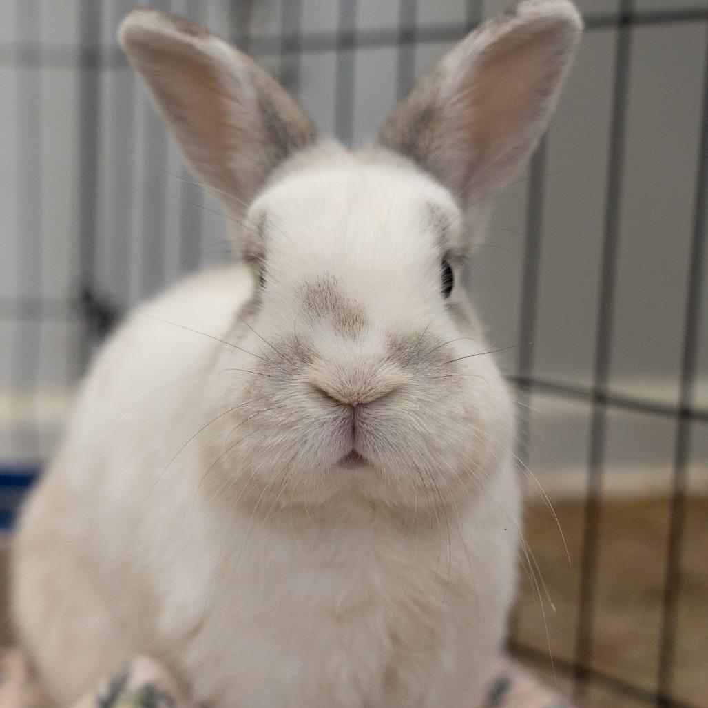 Enlarge Cherry Garcia, a Adoptable English Spot in Kennesaw, GA image 6/6