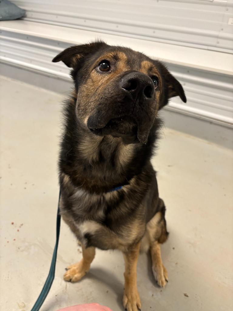 Koda, Adoptable, Adult Male German Shepherd Dog & Golden Retriever.