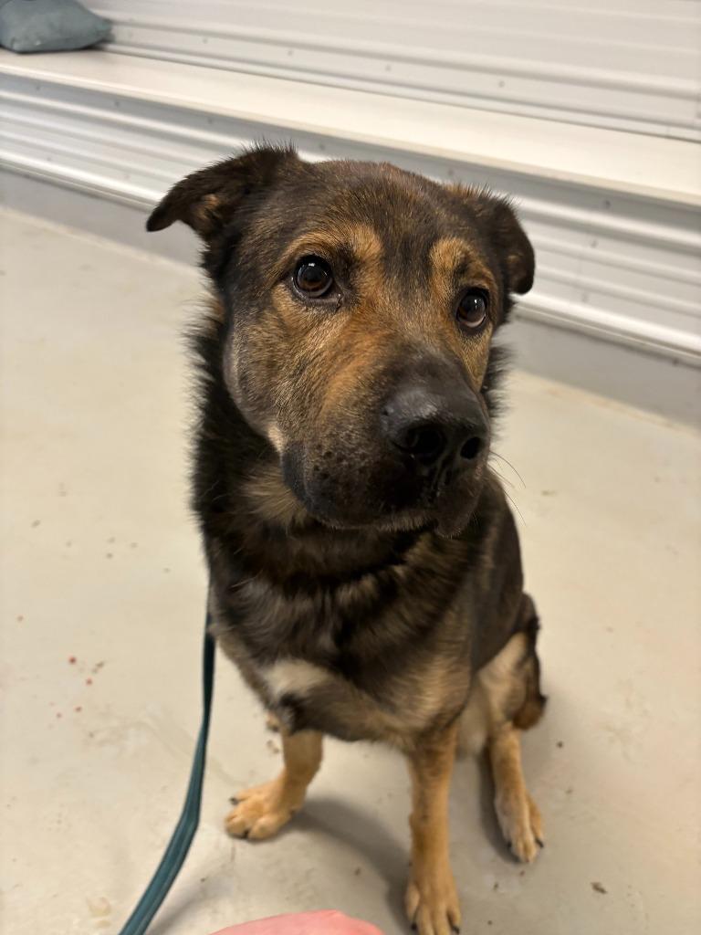 Enlarge Koda, a Adoptable mixed breed in New Kensington, PA image 2/5