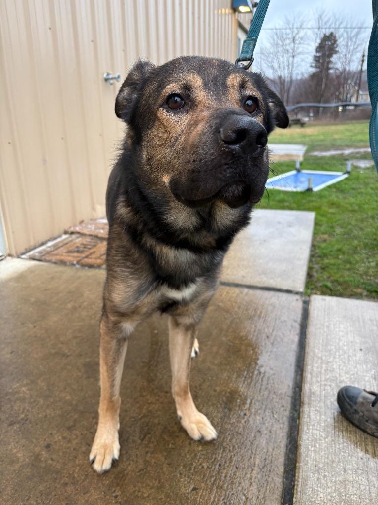 Enlarge Koda, a Adoptable mixed breed in New Kensington, PA image 3/5