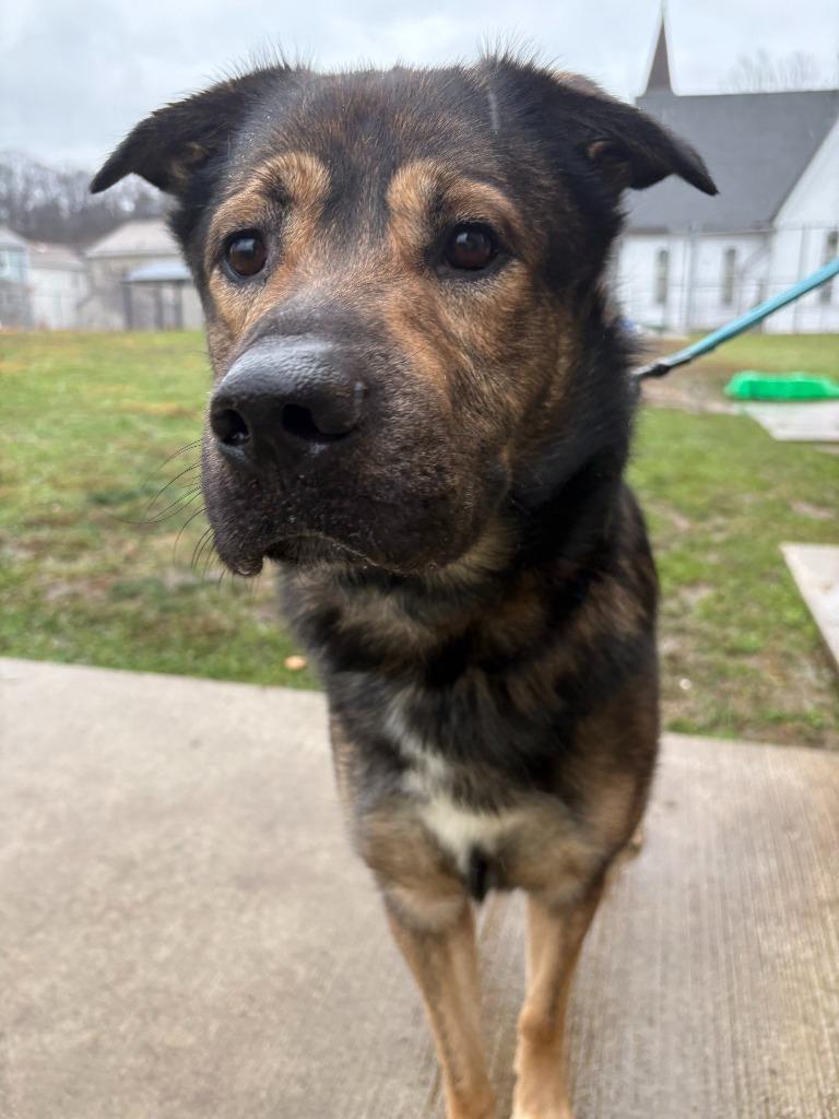 Enlarge Koda, a Adoptable mixed breed in New Kensington, PA image 4/5