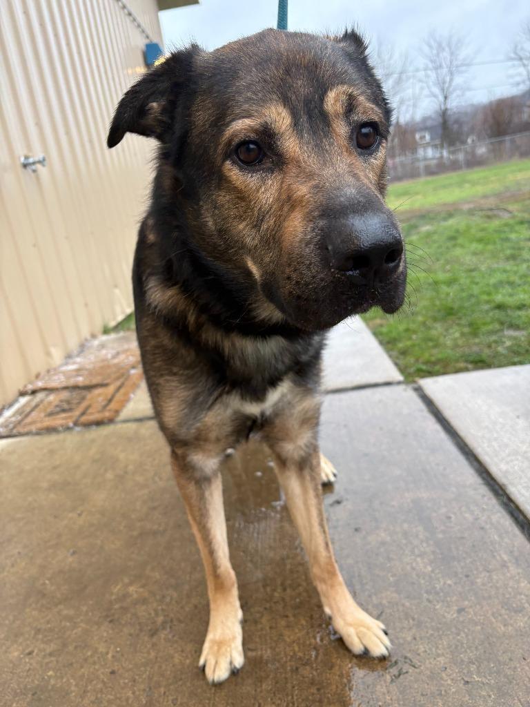 Enlarge Koda, a Adoptable mixed breed in New Kensington, PA image 5/5