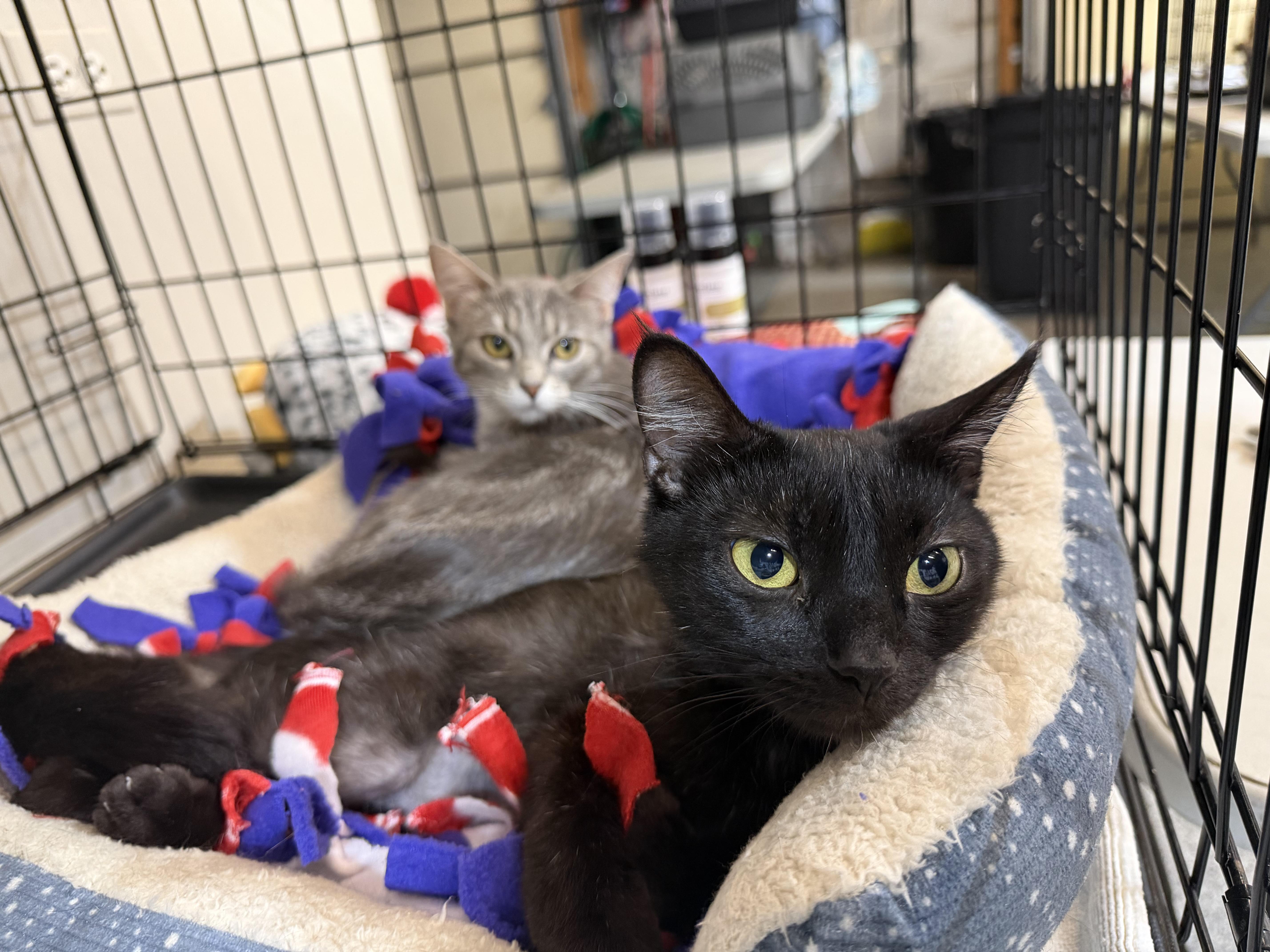 Pinky, an adopted Domestic Short Hair in Geneva, IL image 2/2