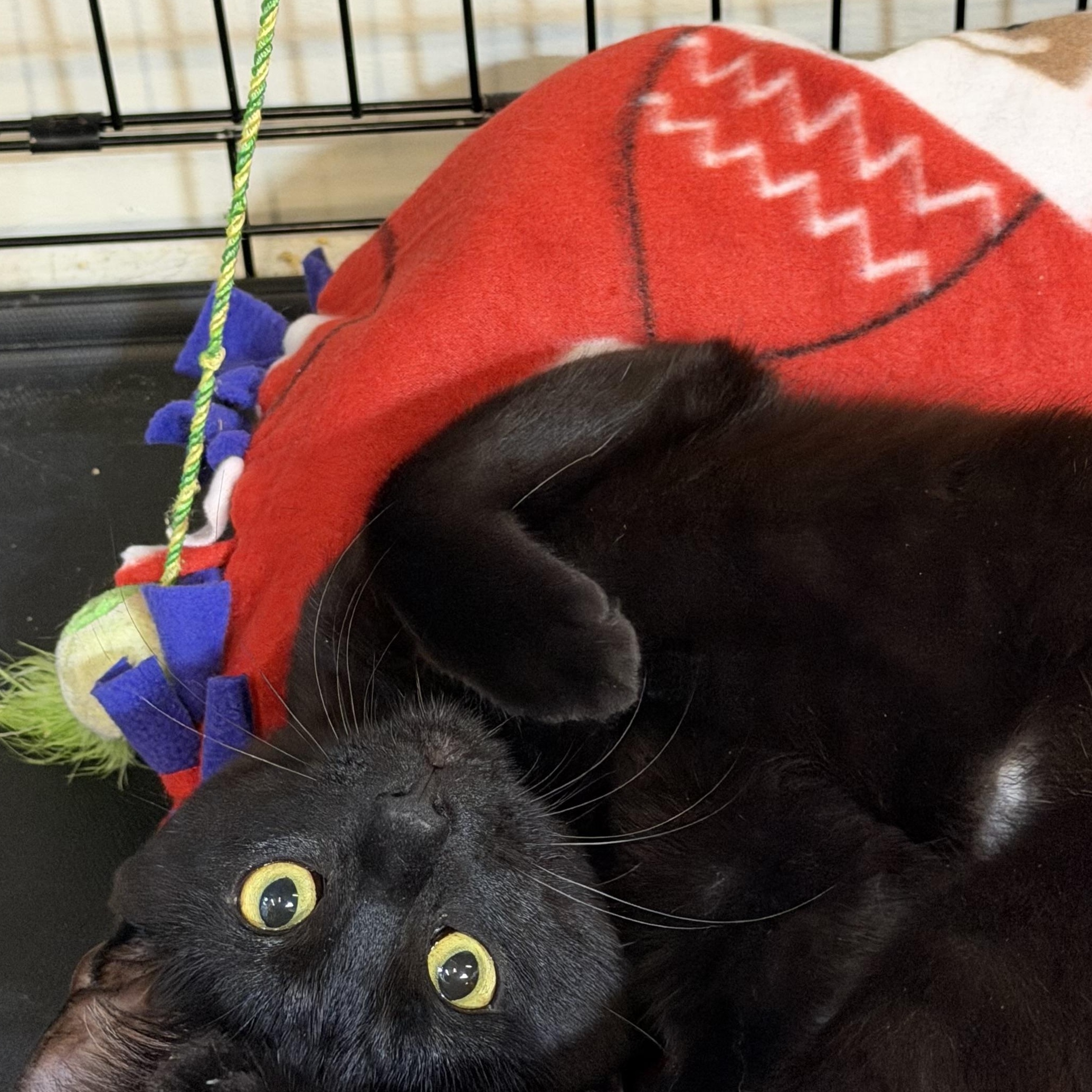 Pinky, adopted, Adult Male Domestic Short Hair.