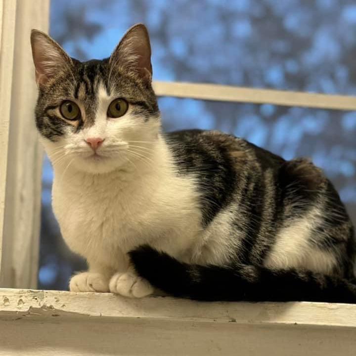 Lilly, Adoptable, Adult Female Domestic Short Hair.