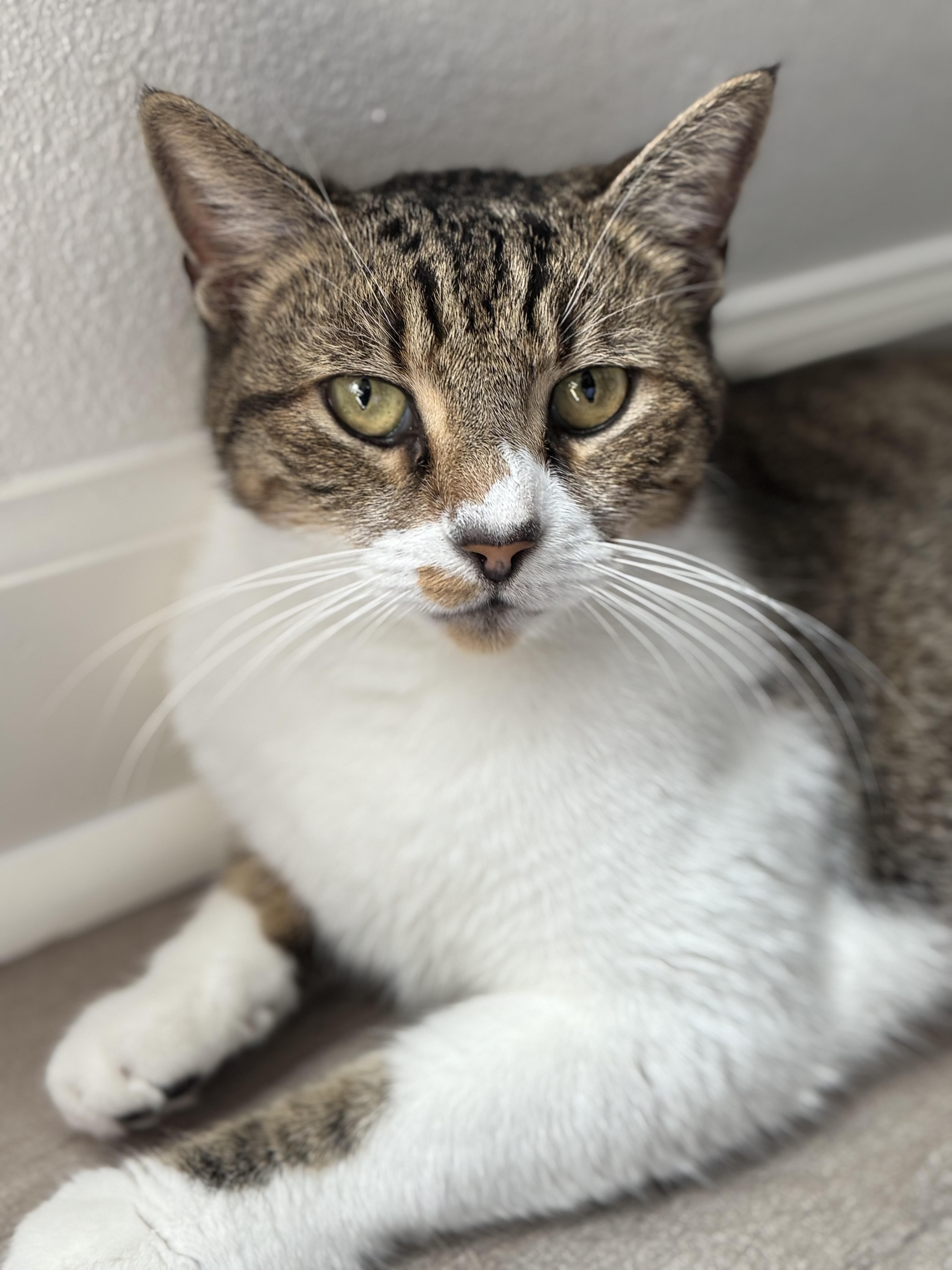 Oliver, a ADOPTABLE mixed breed in Youngstown, FL image 2/2