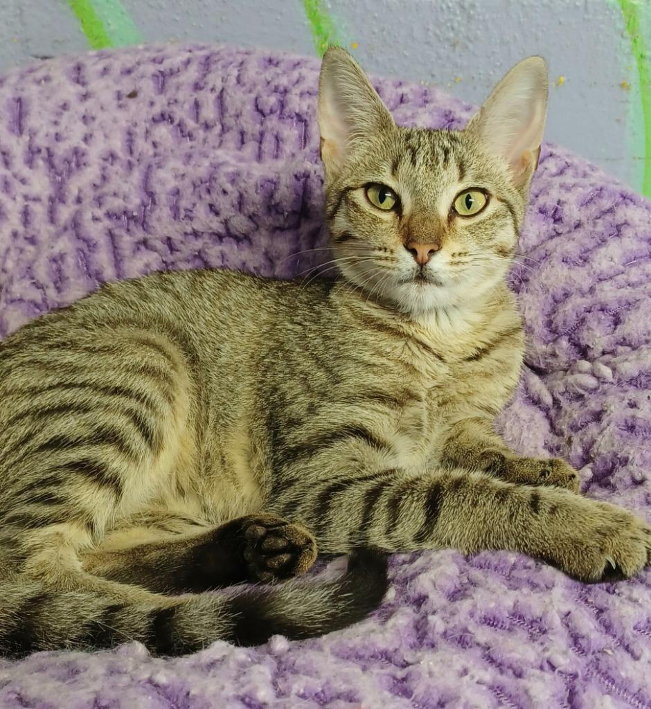 Enlarge Drumstick, a Adoptable mixed breed in Fort Lauderdale, FL image 1/6