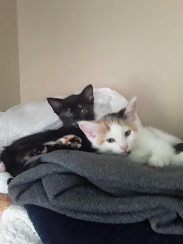 Tortellini (black with orange), Young Female Domestic Short Hair