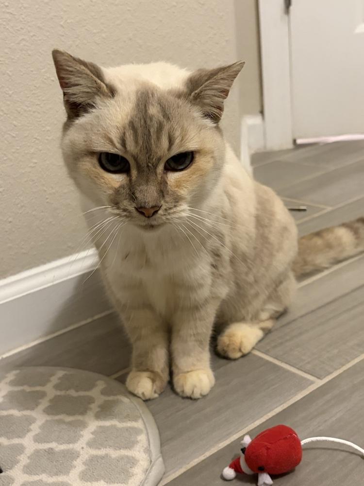 Enlarge Opal, a Adoptable mixed breed in Saint Augustine, FL image 2/6