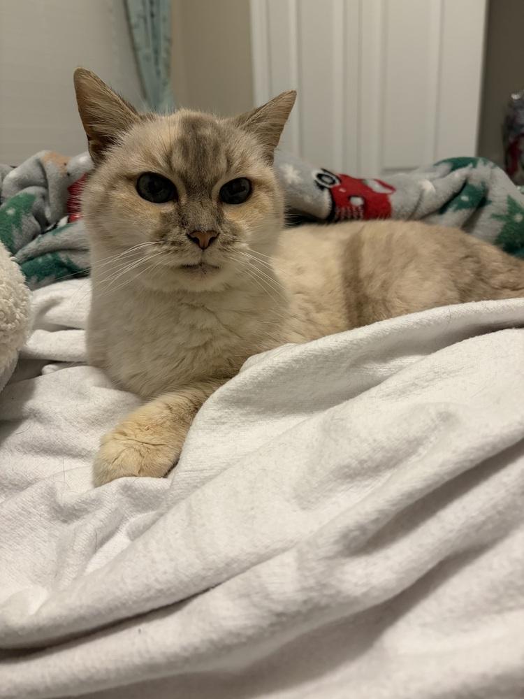 Enlarge Opal, a Adoptable mixed breed in Saint Augustine, FL image 4/6