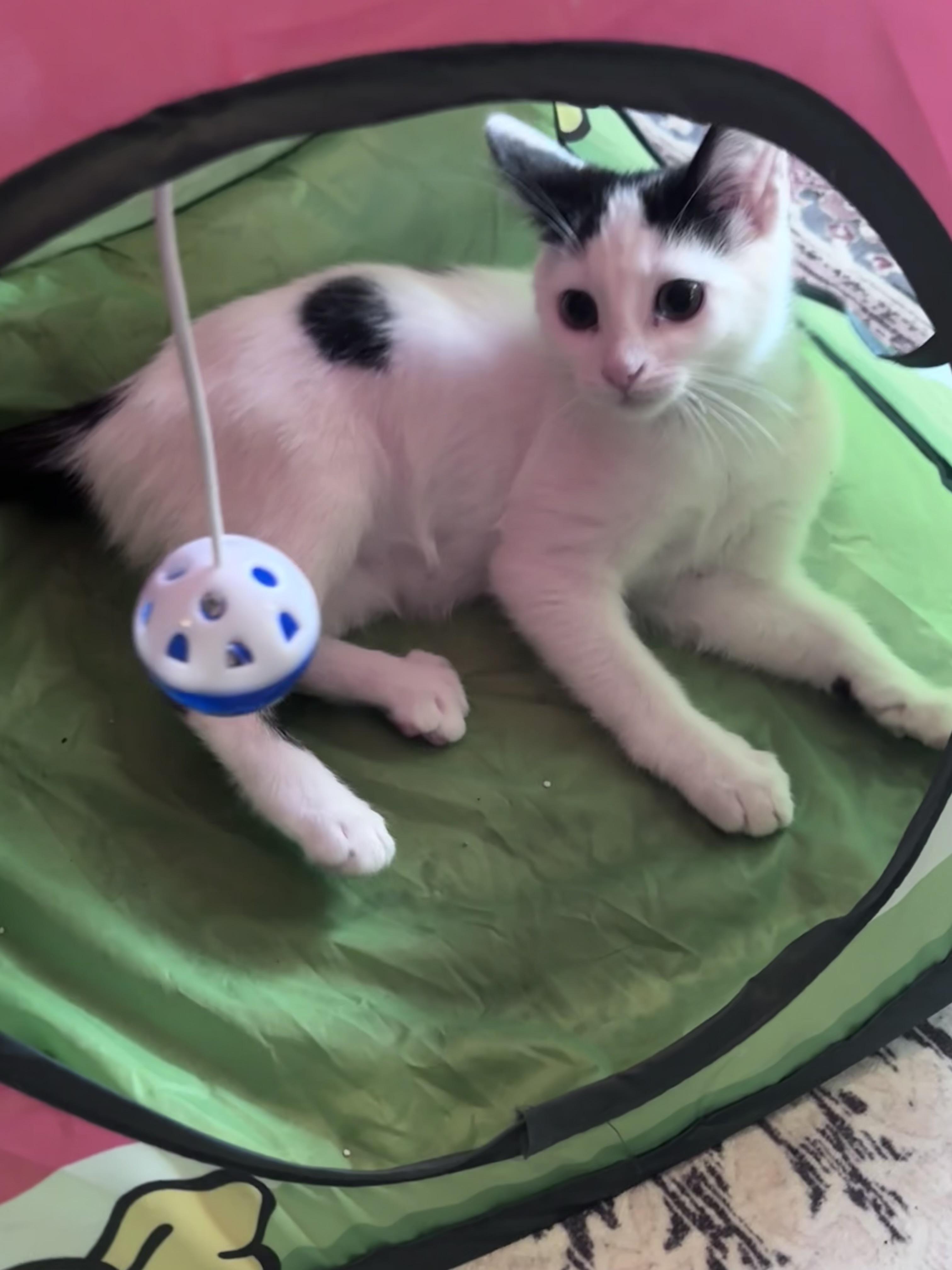 Enlarge Jewles, an adopted Domestic Short Hair in Murfreesboro, TN image 2/3