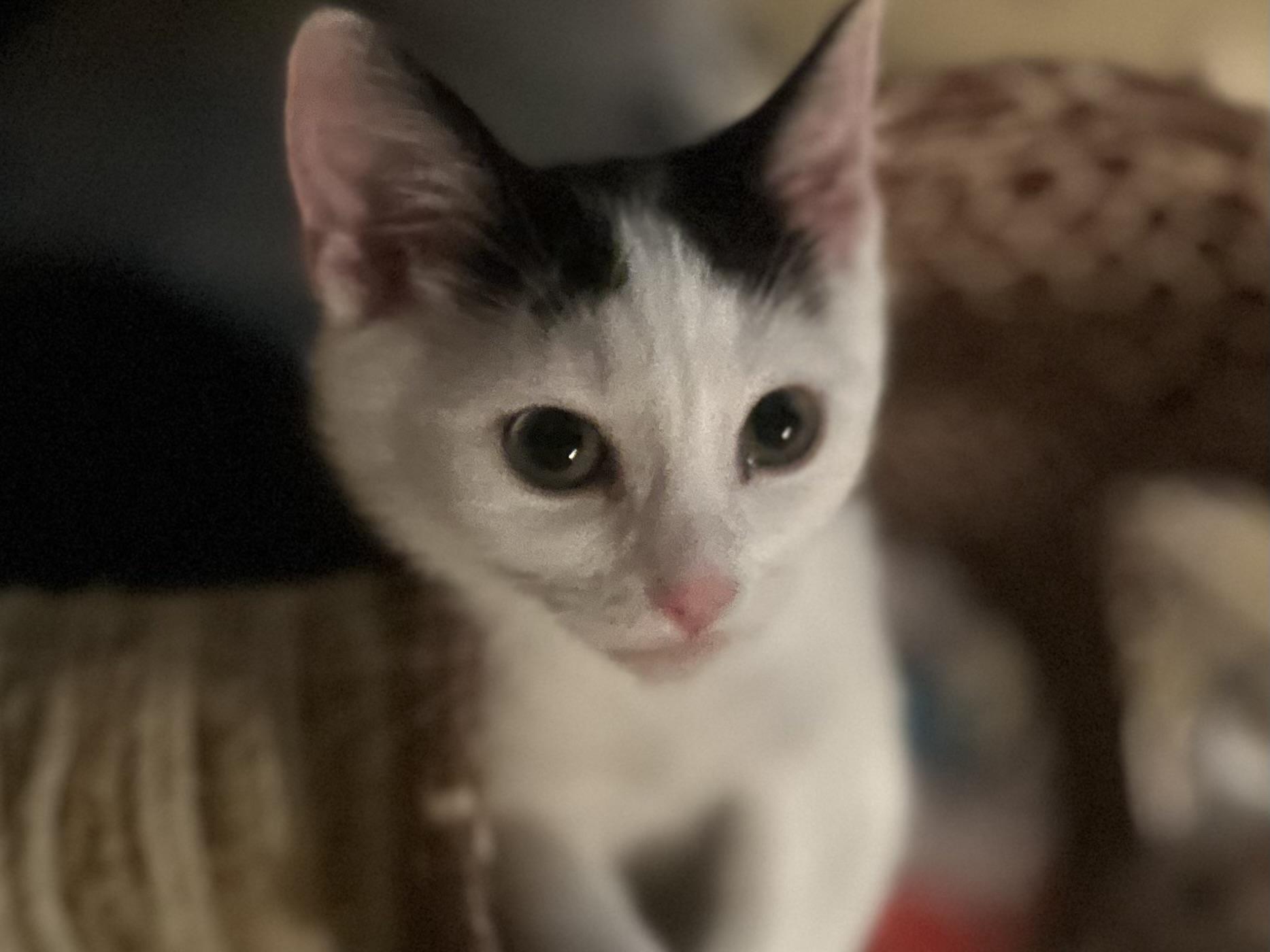 Enlarge Jewles, an adopted Domestic Short Hair in Murfreesboro, TN image 3/3