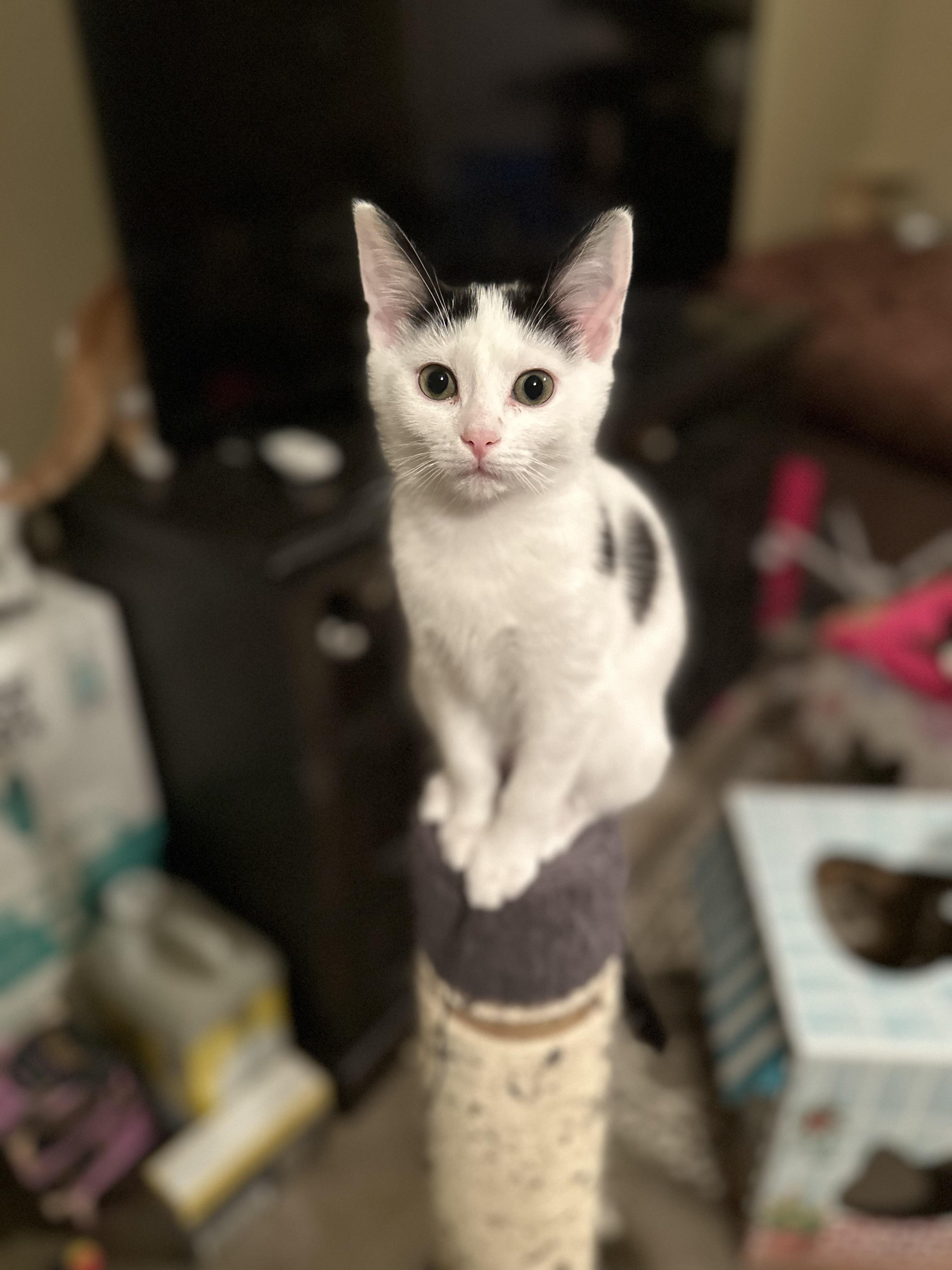 Jewles, adopted, Kitten Female Domestic Short Hair.