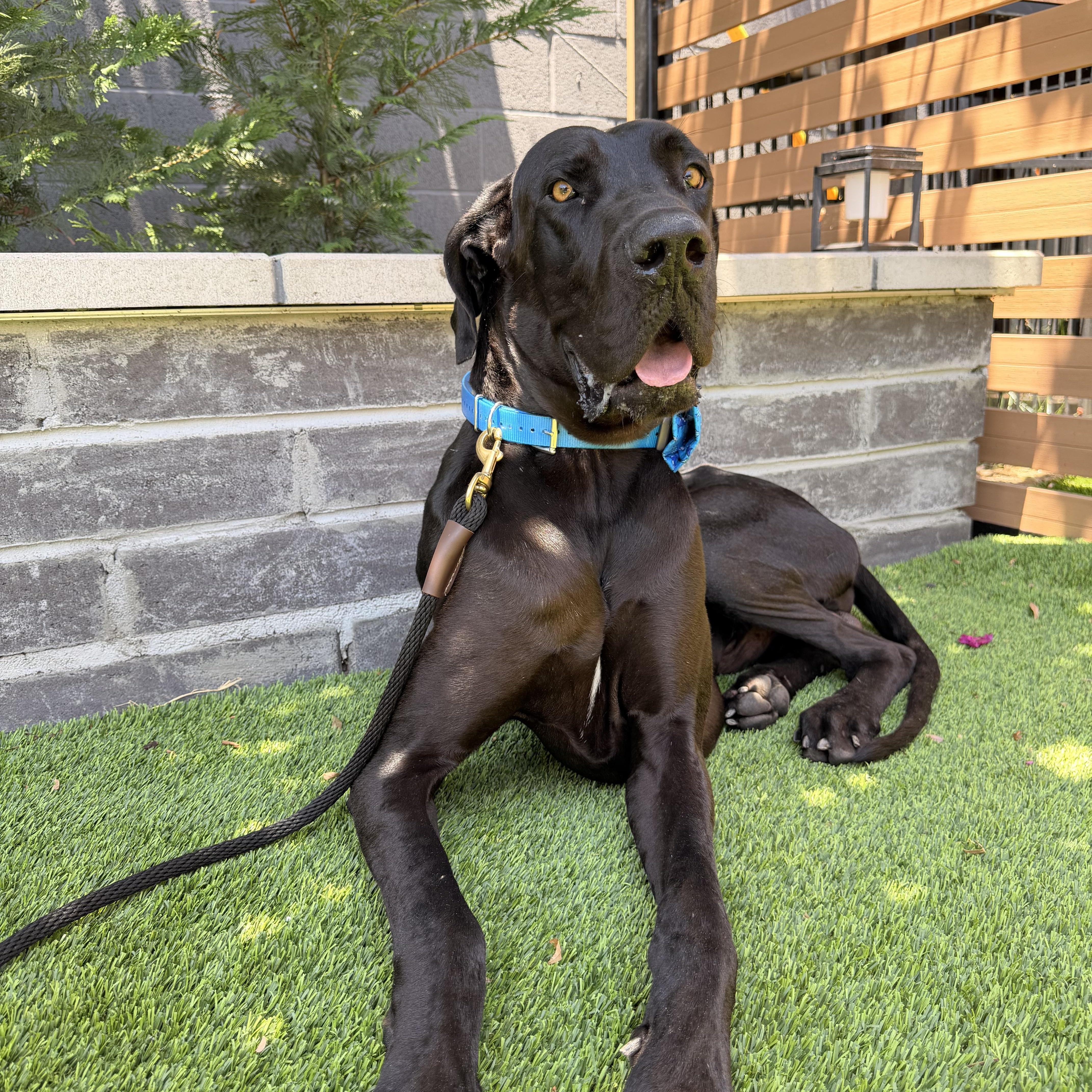 Gatsby, ADOPTABLE, Young Male Great Dane.