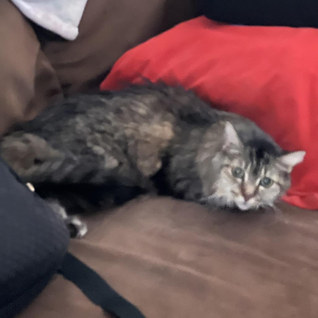 Shashido, Adoptable, Senior Female Domestic Medium Hair.