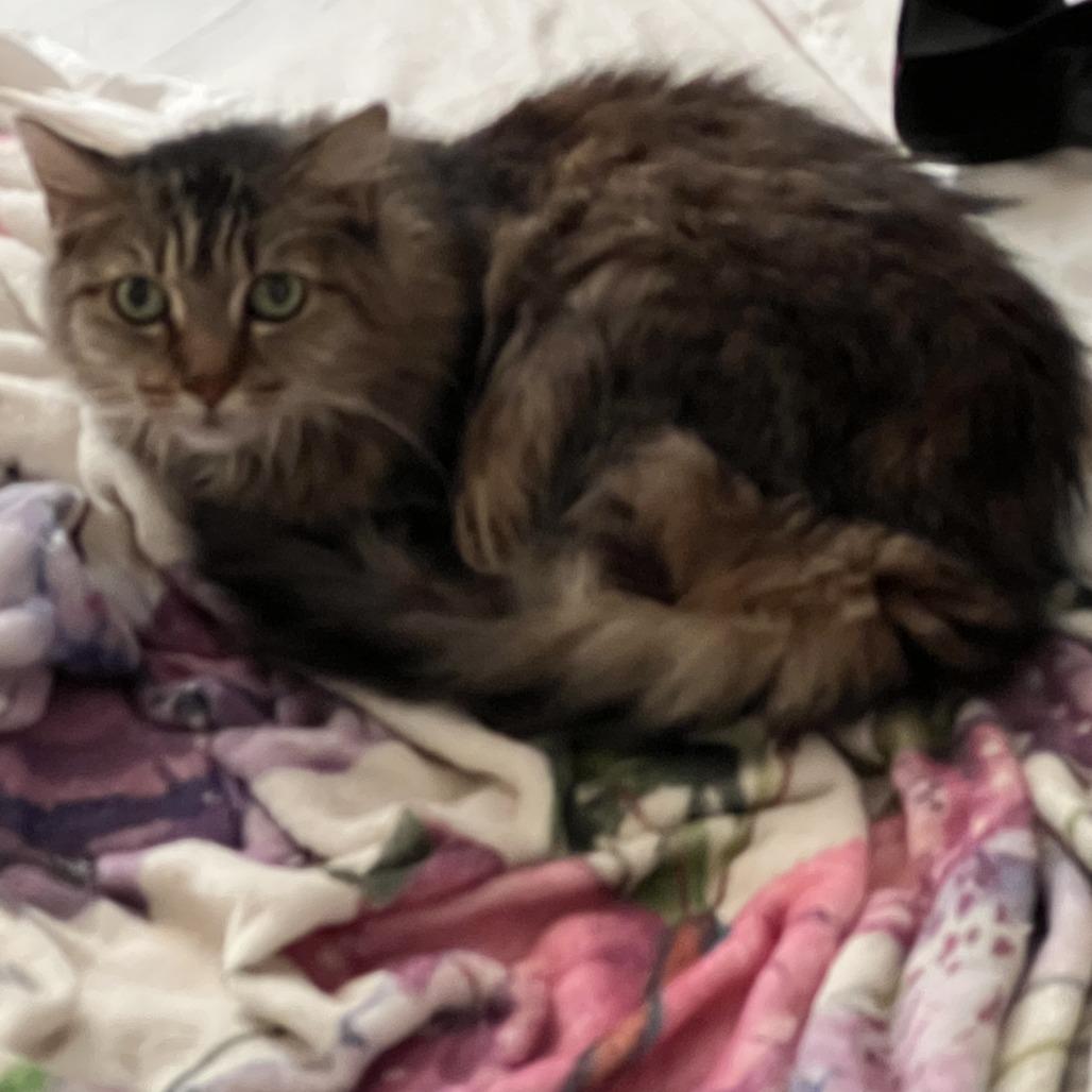 Shashido, a Adoptable Domestic Medium Hair in Philadelphia, PA image 2/2