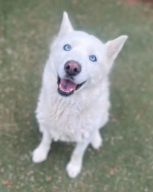 Enlarge Susan, a Adoptable Siberian Husky in Agua Dulce, CA image 1/1