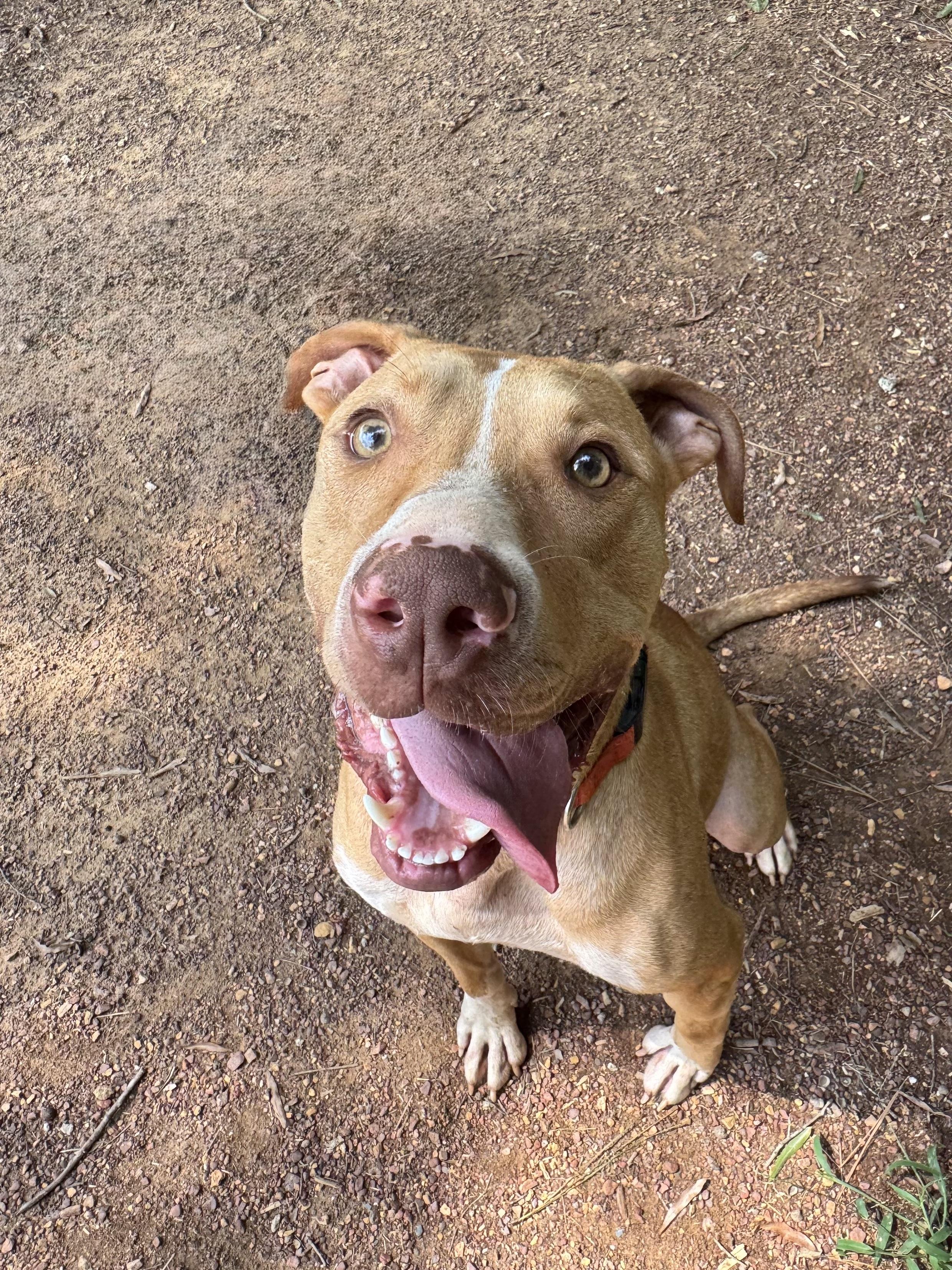 Enlarge Beau, a Adoptable mixed breed in polkton, NC image 1/4