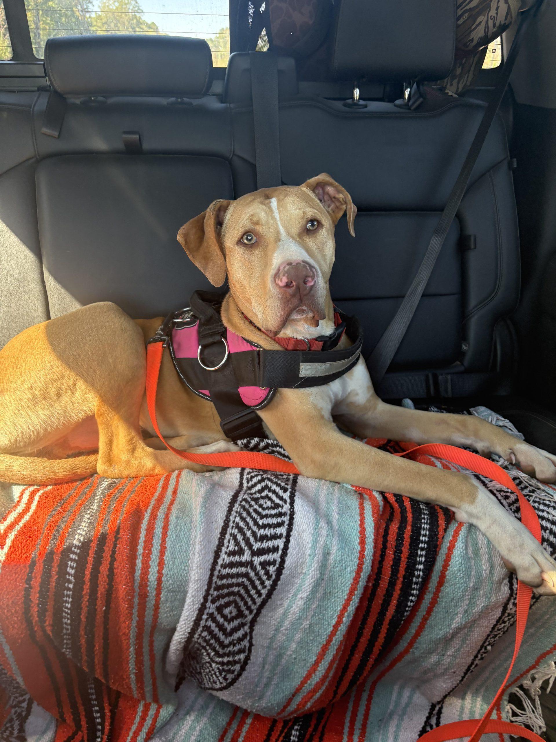 Enlarge Beau, a Adoptable mixed breed in polkton, NC image 2/4