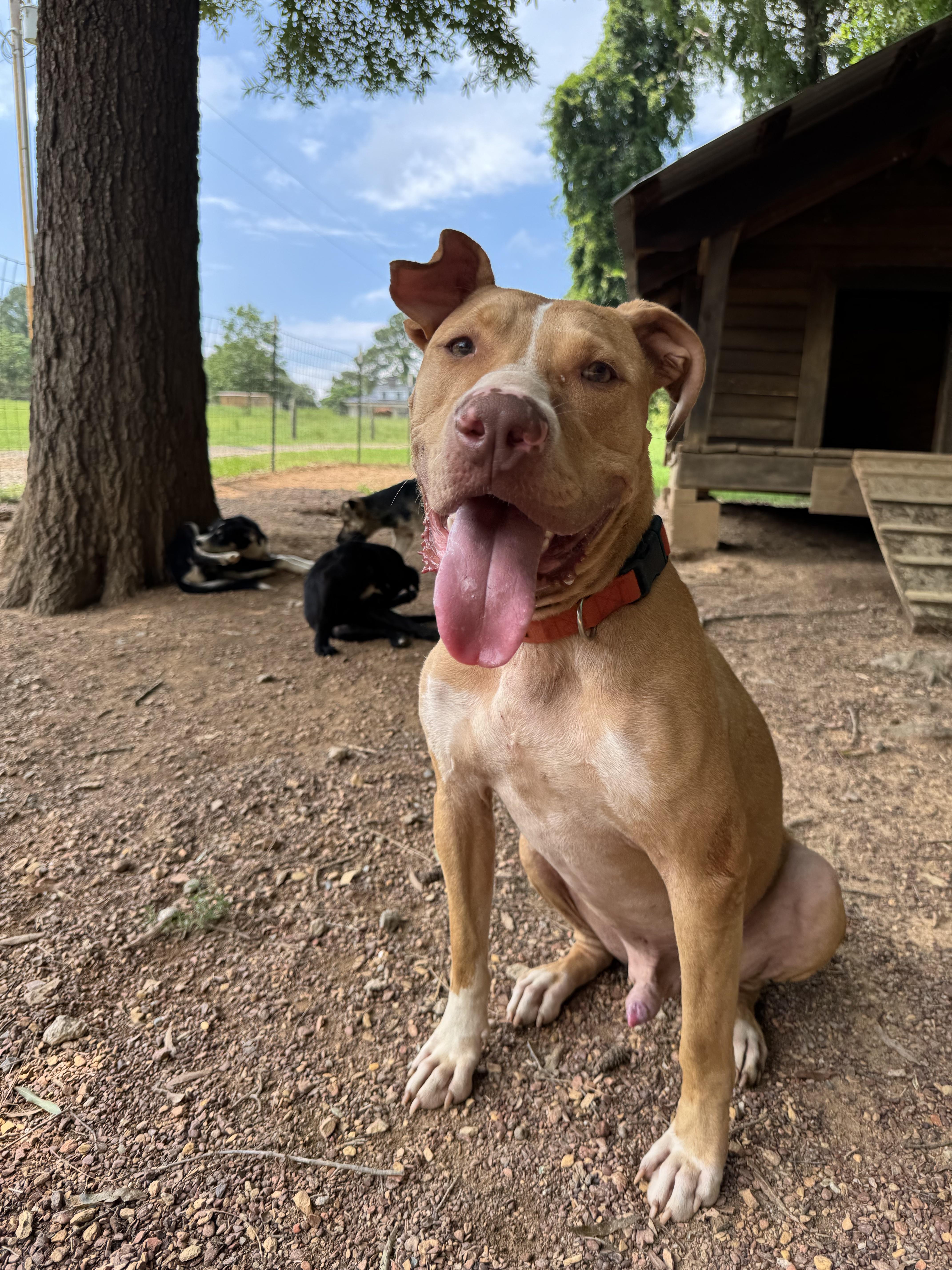 Enlarge Beau, a Adoptable mixed breed in polkton, NC image 3/4
