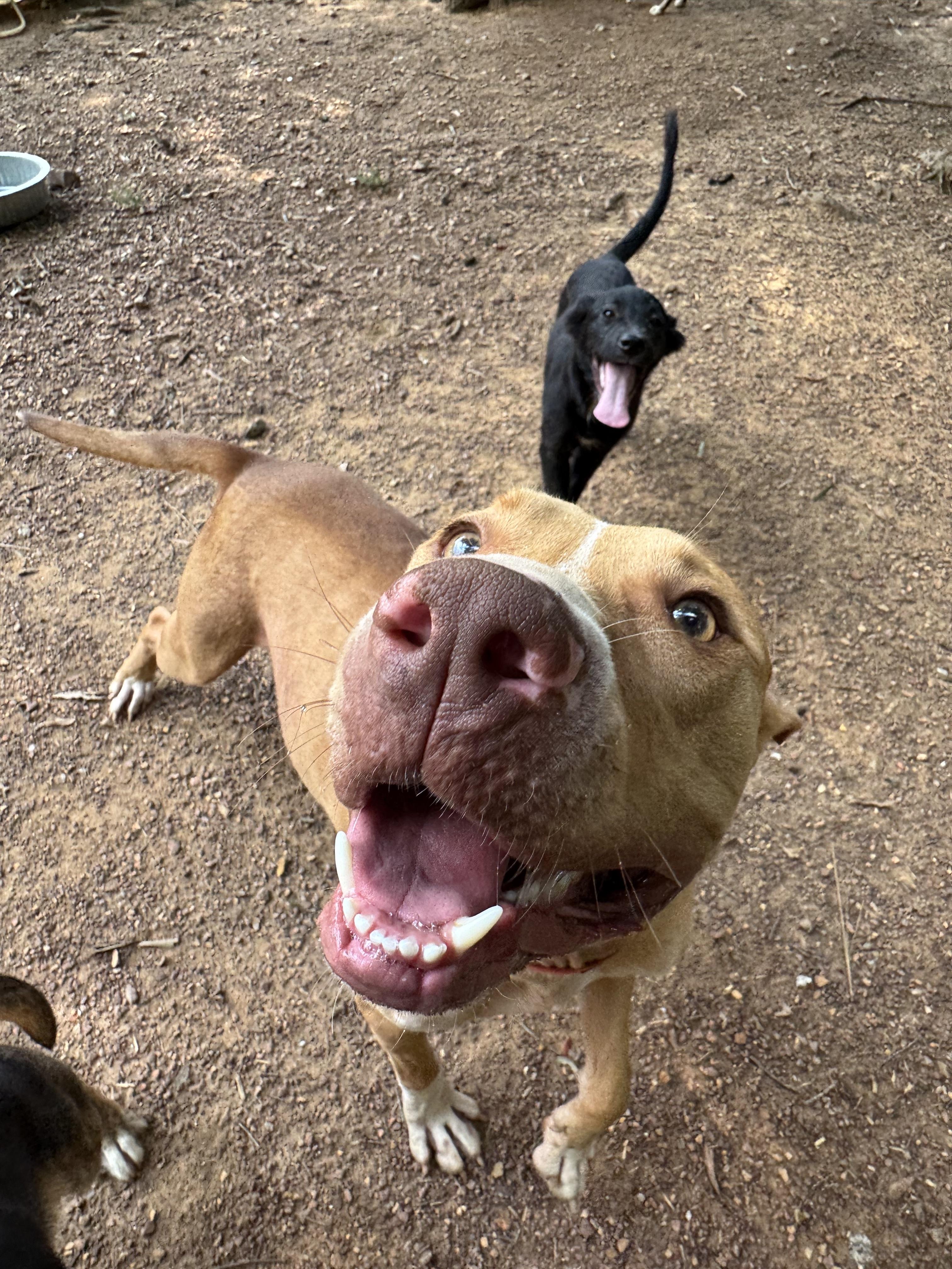 Enlarge Beau, a Adoptable mixed breed in polkton, NC image 4/4