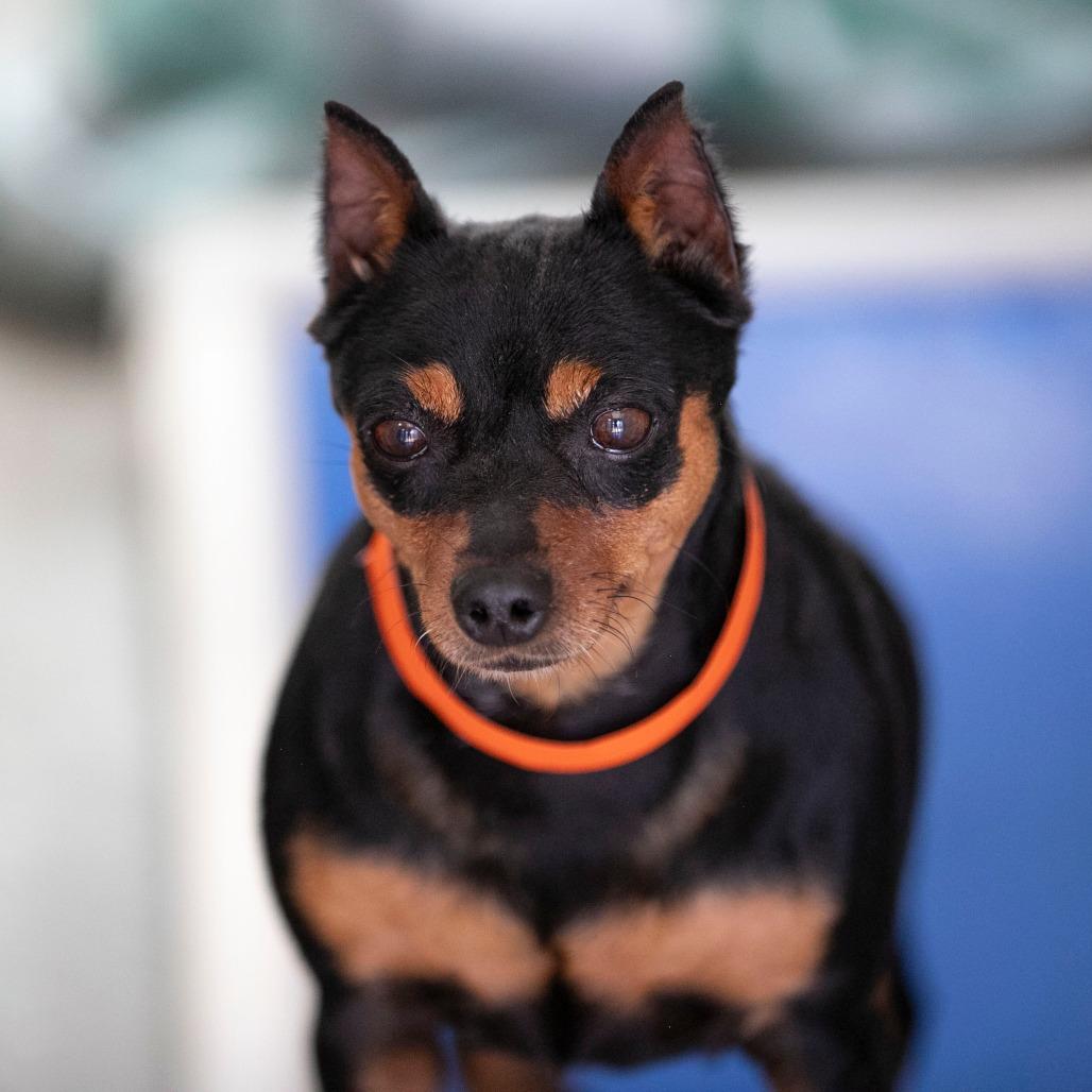 Georgia (AP26-135), Adoptable, Senior Female Miniature Pinscher.