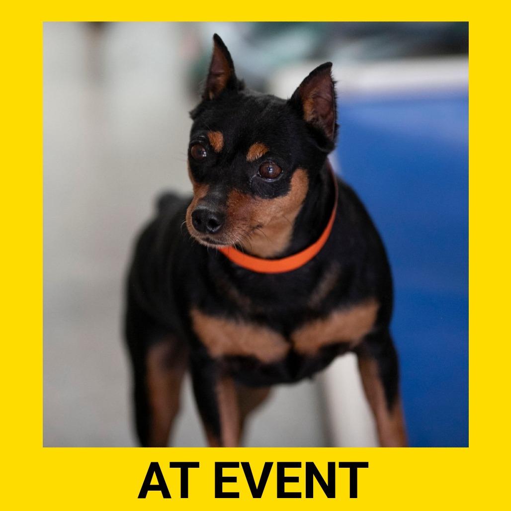 Georgia (AP26-135), a Adoptable Miniature Pinscher in Peyton, CO image 2/5