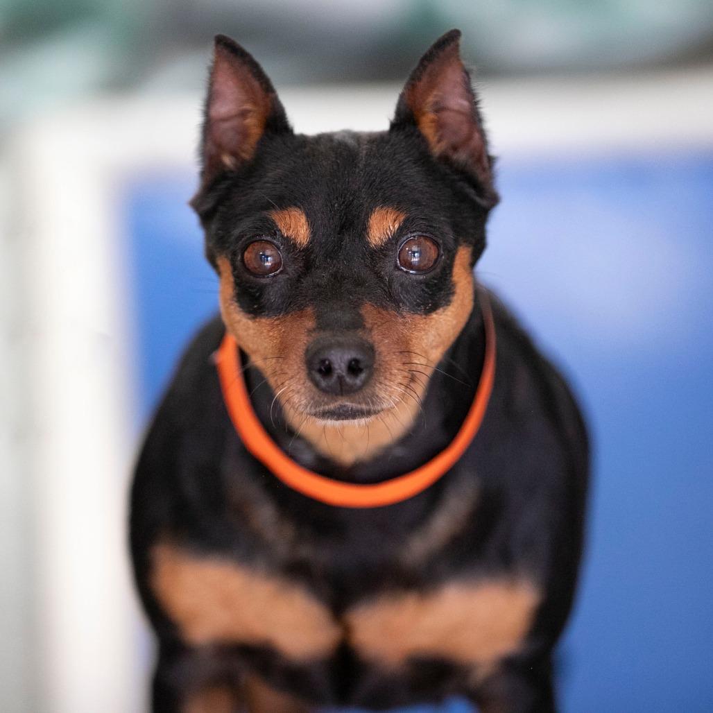 Georgia (AP26-135), a Adoptable Miniature Pinscher in Peyton, CO image 3/5