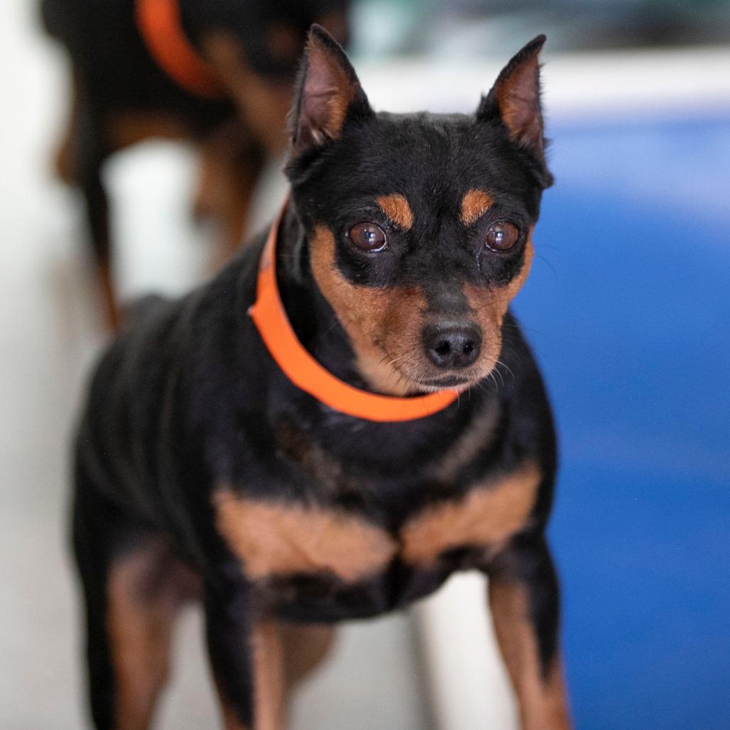 Georgia (AP26-135), a Adoptable Miniature Pinscher in Peyton, CO image 4/5