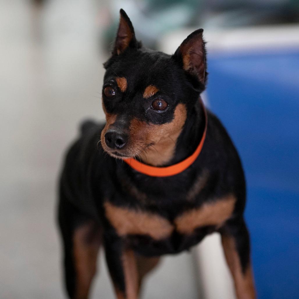 Georgia (AP26-135), a Adoptable Miniature Pinscher in Peyton, CO image 5/5