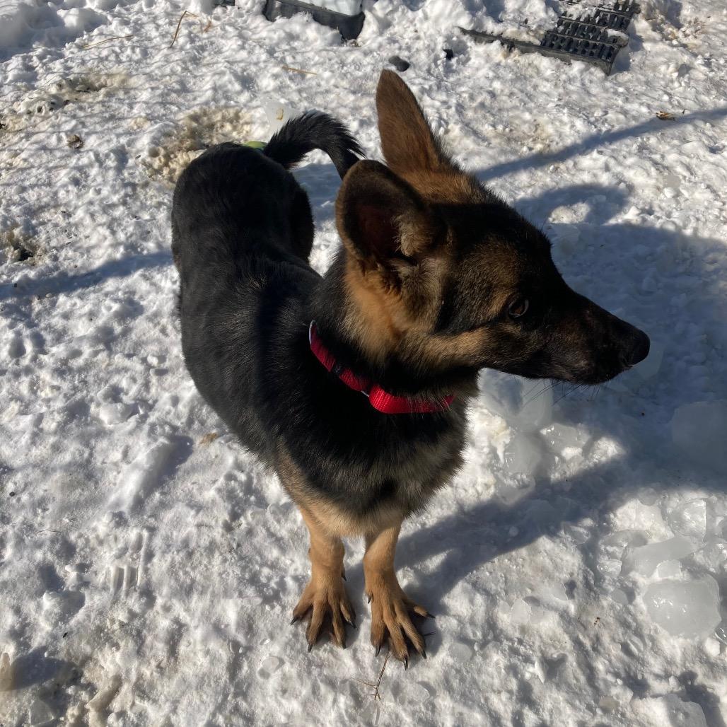Josie (25-027), Adoptable, Adult Female German Shepherd Dog.