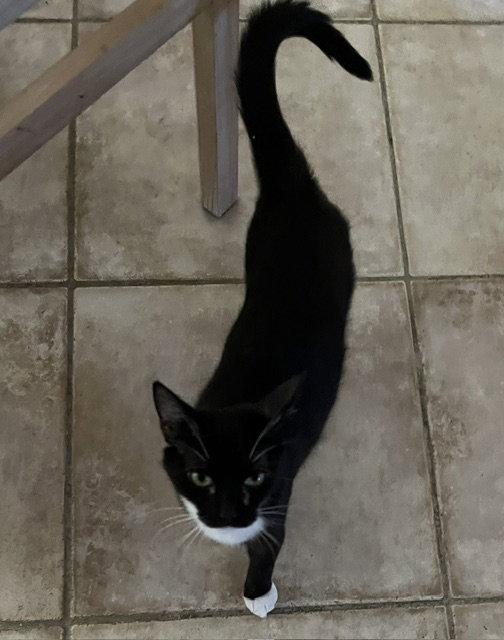 Chiara - Video!!, Adoptable, Adult Female Domestic Short Hair.