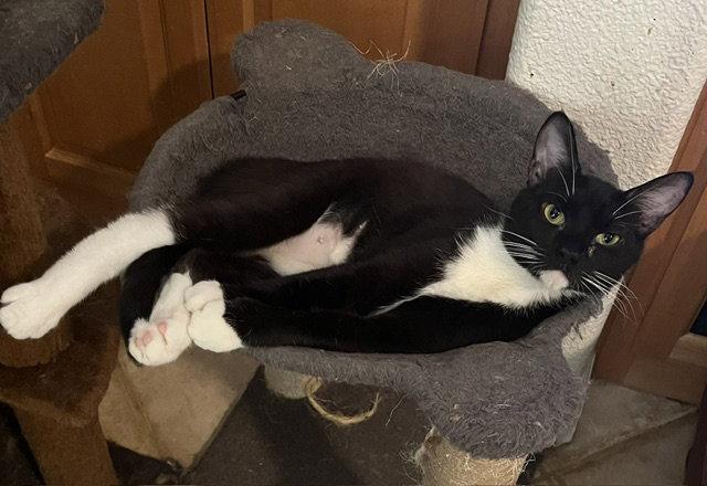 Chiara - Video!!, a Adoptable Domestic Short Hair in Antioch, CA image 2/3